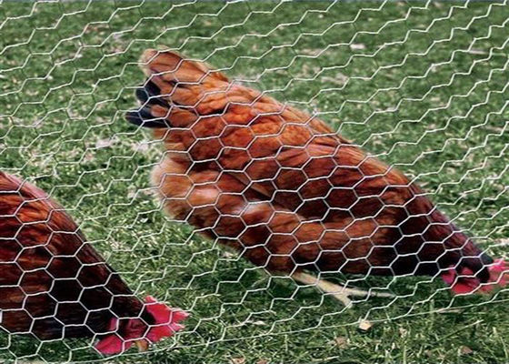 3/4 Inch 19mm Galvanised Hexagonal Wire Netting